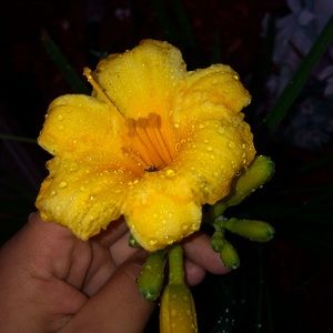 Meet your Posher, Deisy